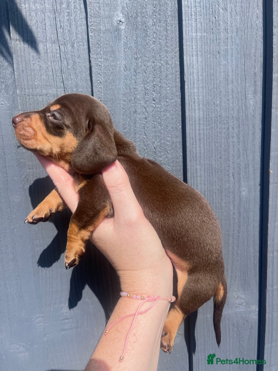 Dachshund dogs for sale: KC Registered Miniature Dachshunds - Image 7
