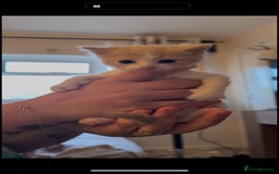 Mixed Breed cats for sale: Adorable kittens available  - Image 10