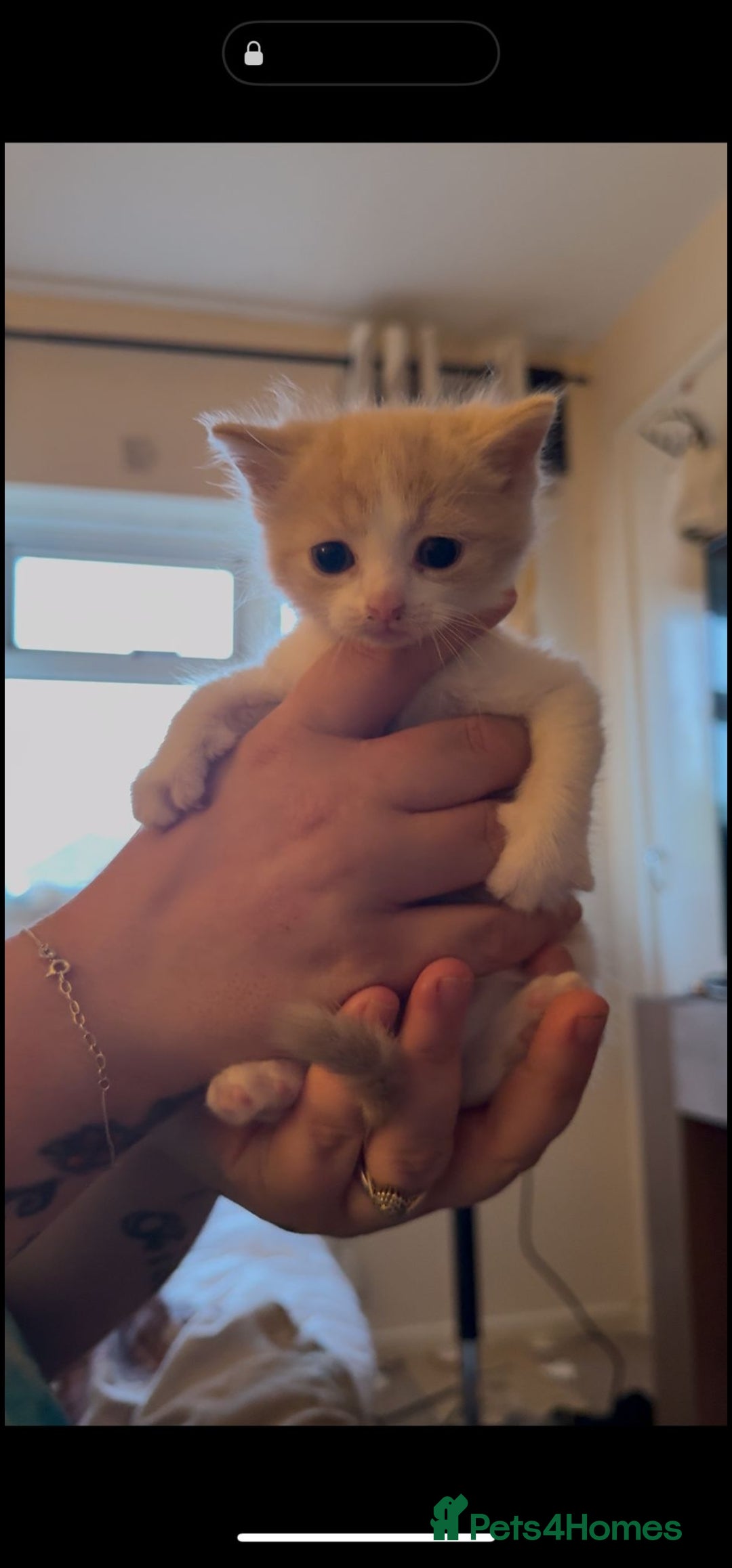 Mixed Breed cats for sale: Adorable kittens available  - Image 10