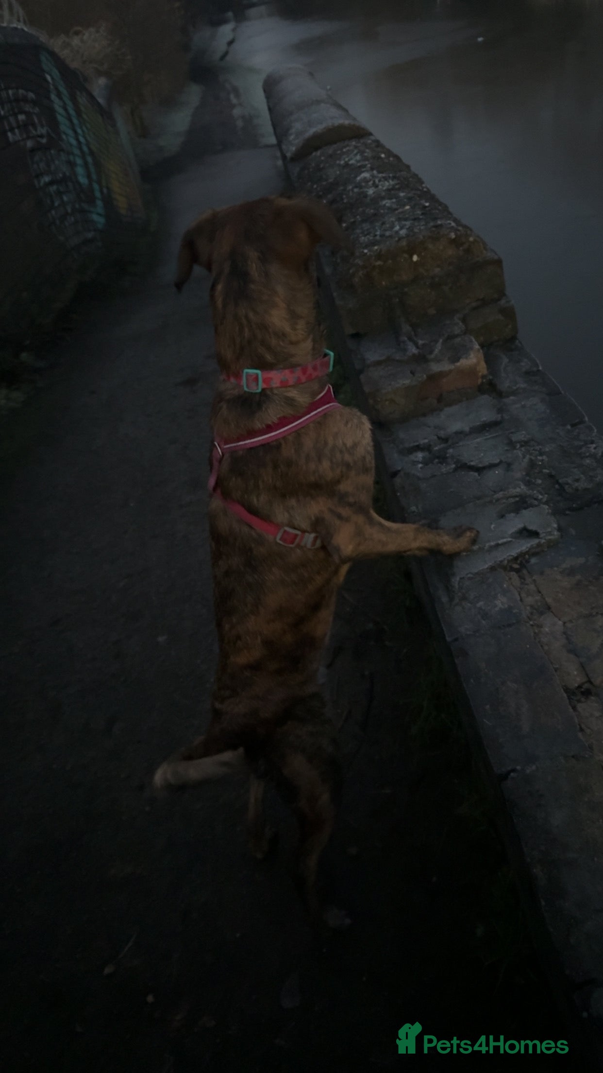 Mixed Breed dogs Sad to see her go  - Advert 1