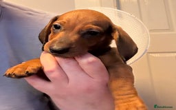 Dachshund dogs for sale: Ready now! Dachshund puppy/sausage dog 1 girl left - Image 9
