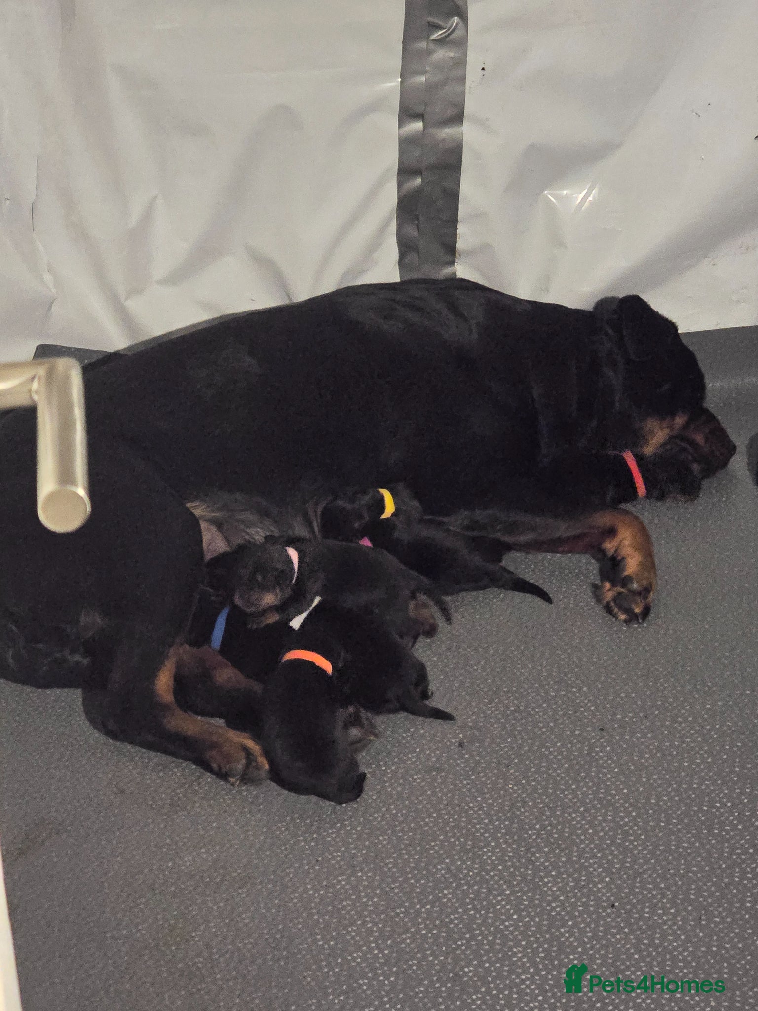 Rottweiler dogs Rottweiler puppies for sale cash only - Advert 2