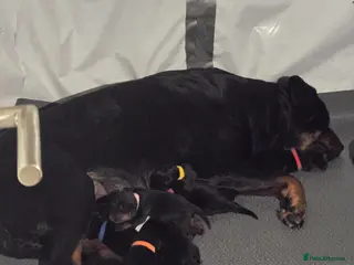 Rottweiler dogs Rottweiler puppies for sale cash only - Advert 2