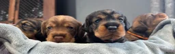 Dachshund dogs for sale: Stunning Kc standard wirehaired  - Advert 21