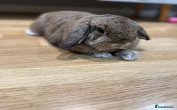 Mini Lop rabbits for sale: 2 male mini lops for sale - Advert 2