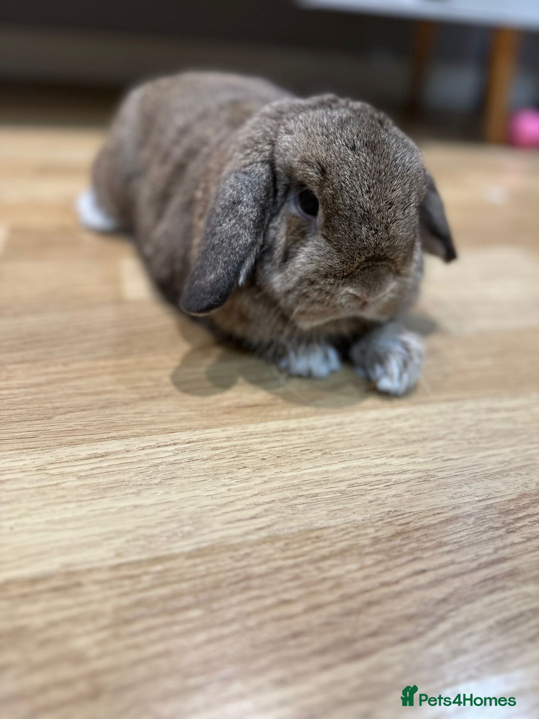 Mini Lop rabbits for sale: 2 male mini lops for sale - Advert 2