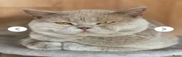 British Shorthair cats for sale: Championship line GCCF British Shorthair Kittens - Advert 34