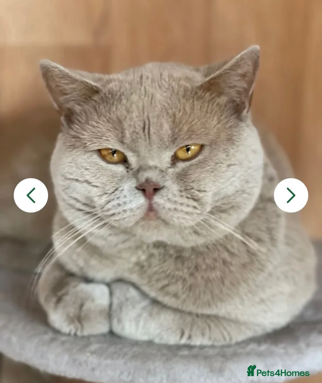 British Shorthair cats for sale: Championship line GCCF British Shorthair Kittens - Advert 34