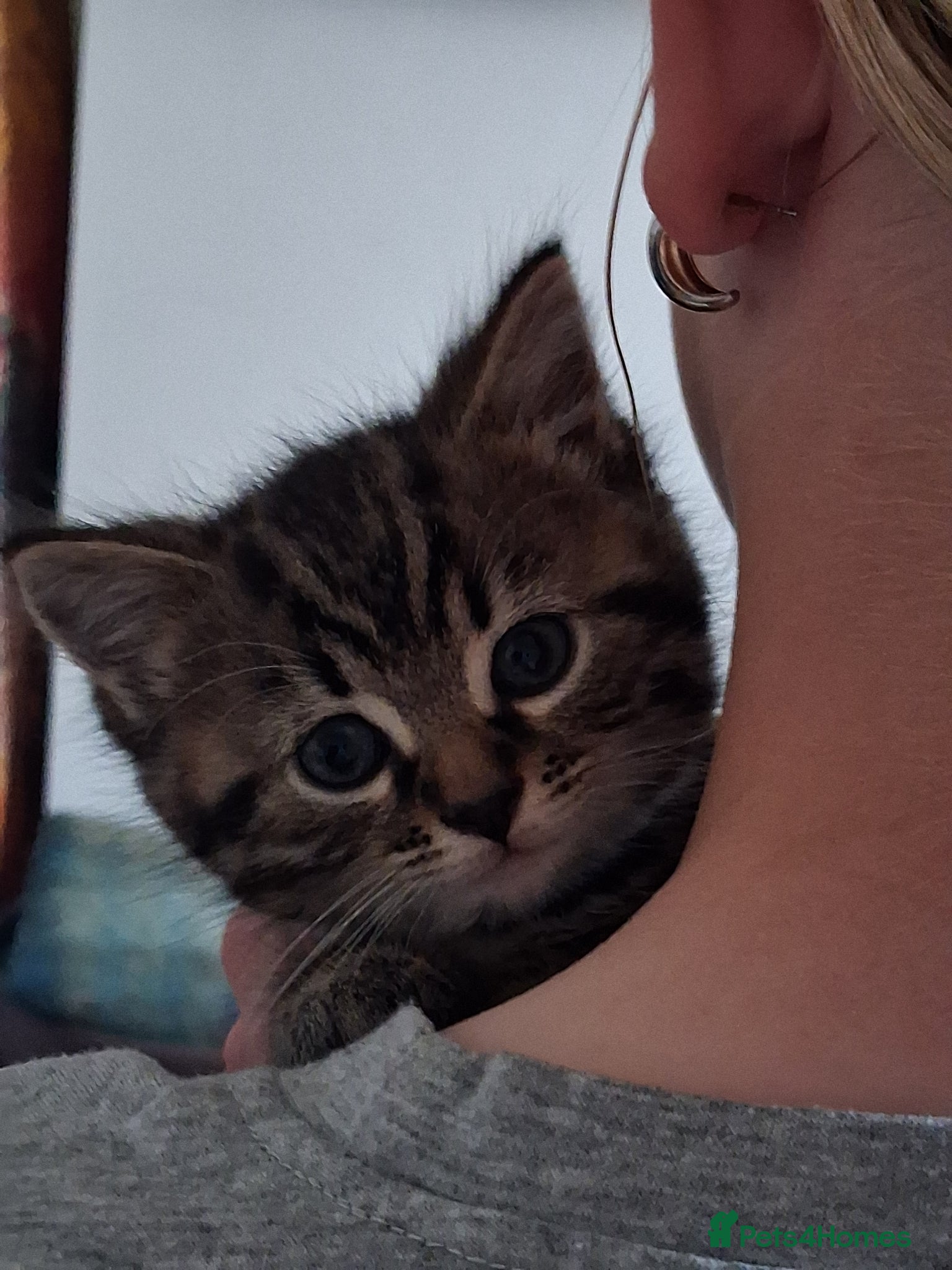 Mixed Breed cats for sale: 2 Female Tabby Kittens in Ormskirk - Advert 3