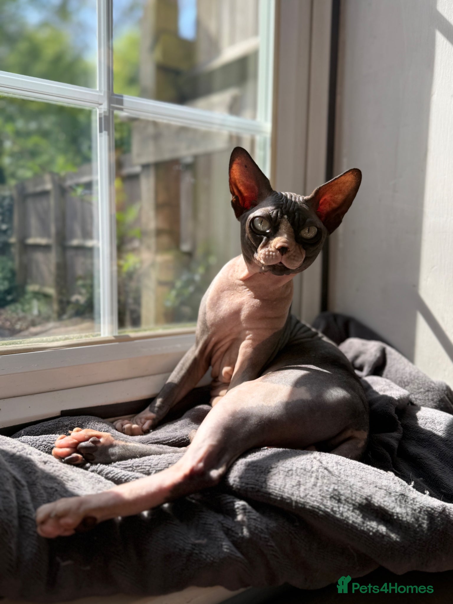 Sphynx cats ✨ Exceptional Sphynx Male – Diablo  - Advert 12