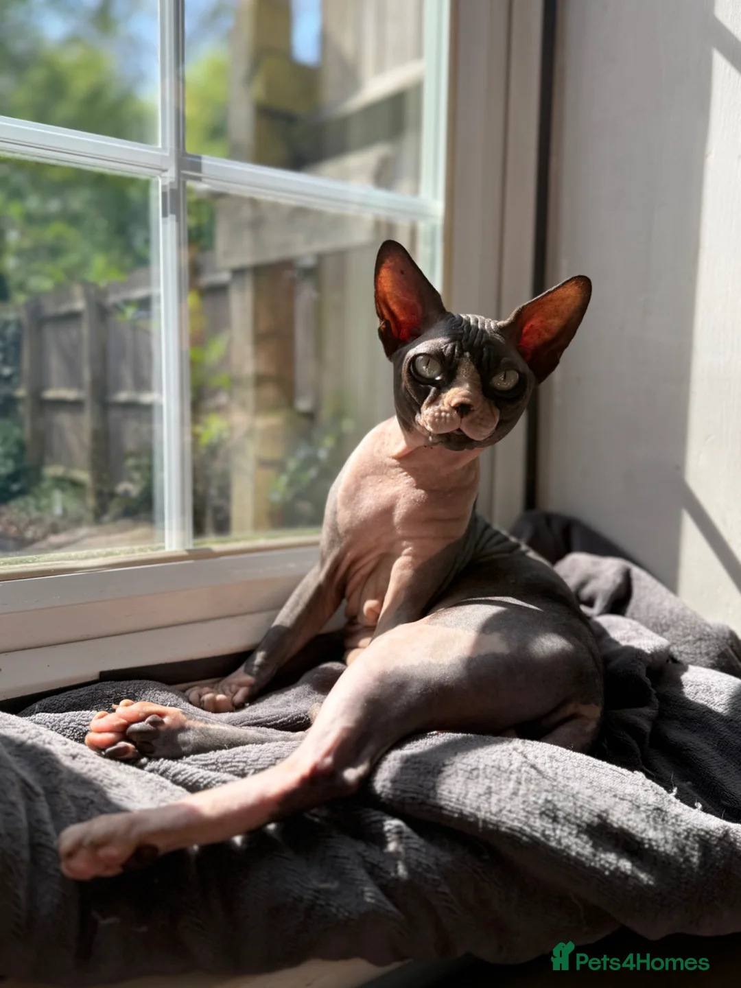 Sphynx cats for sale: Breeding Male Sphynx Cat – Diablo, Active  - Advert 2