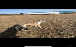 Whippet dogs for stud: Stud whippet - Image 4
