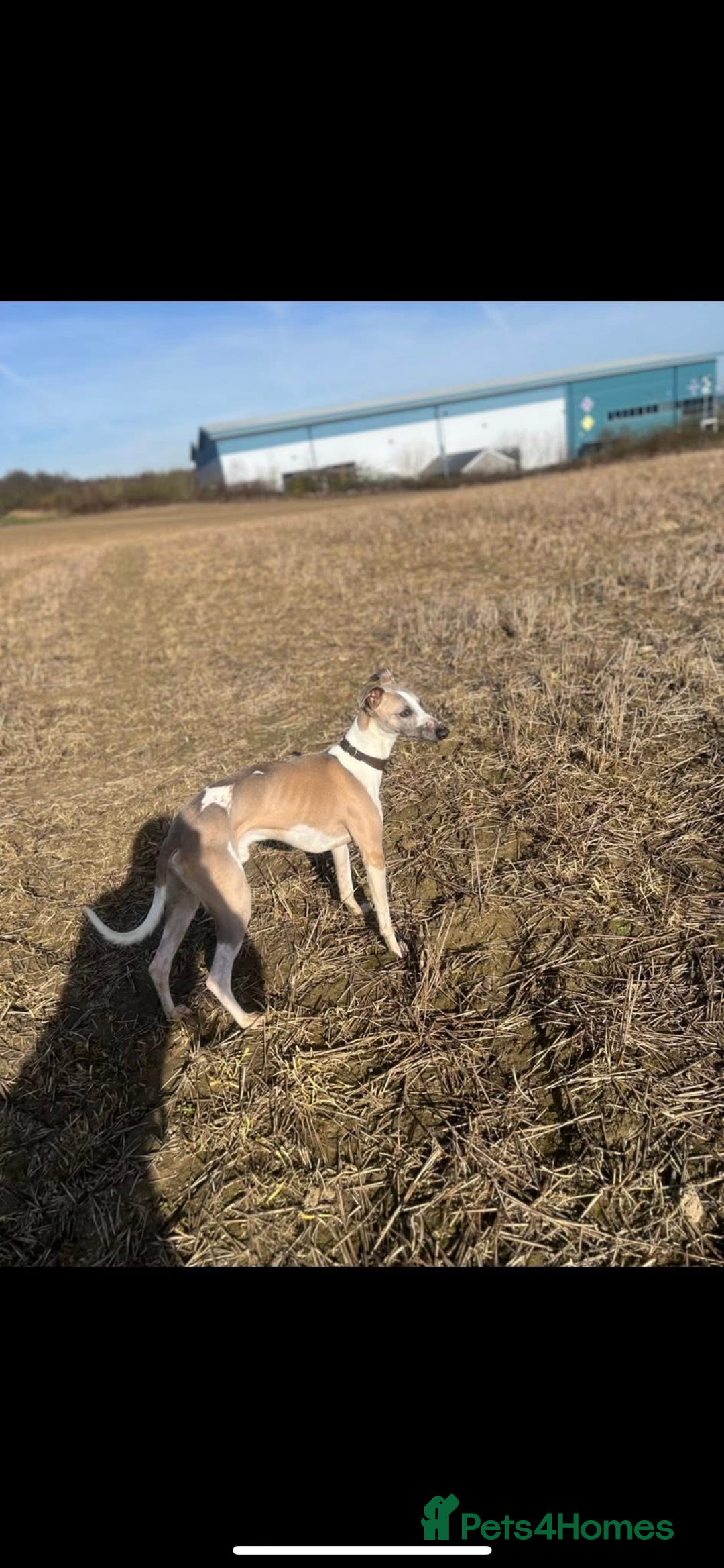 Whippet dogs for stud: Stud whippet - Image 4