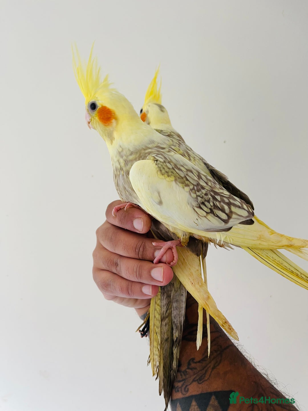 Cockatiels birds for sale: Hand reared cockatiels for sale  - Image 7