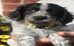 Mixed Breed dogs for sale: Merle Sprollies/Cotralian - Image 20
