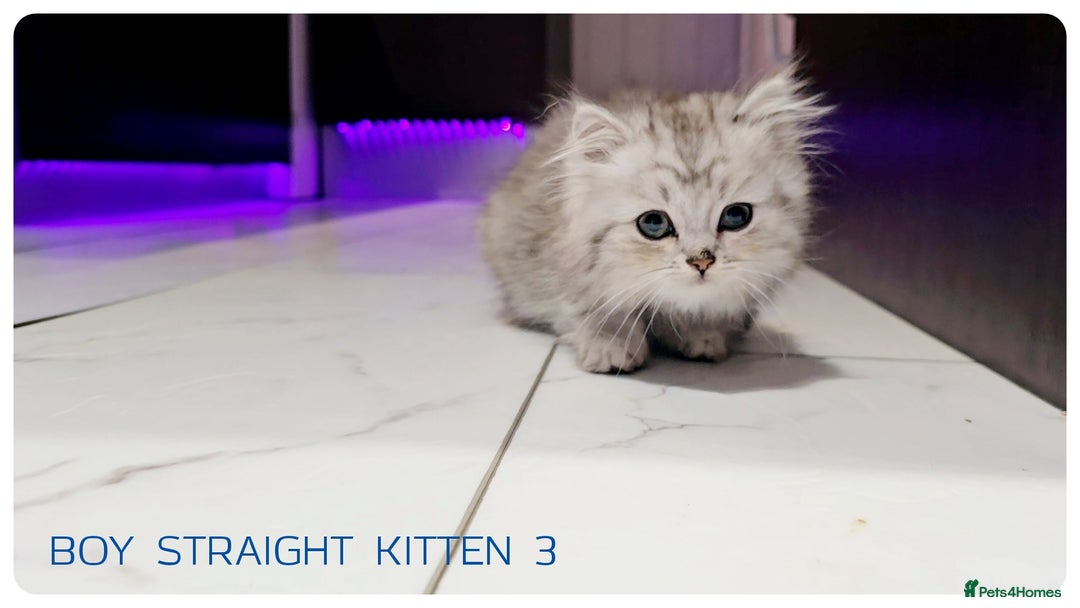 Scottish Fold cats for sale: SCOTTISH FOLD KITTENS (DELIVERY  AVAILABLE) - Image 4