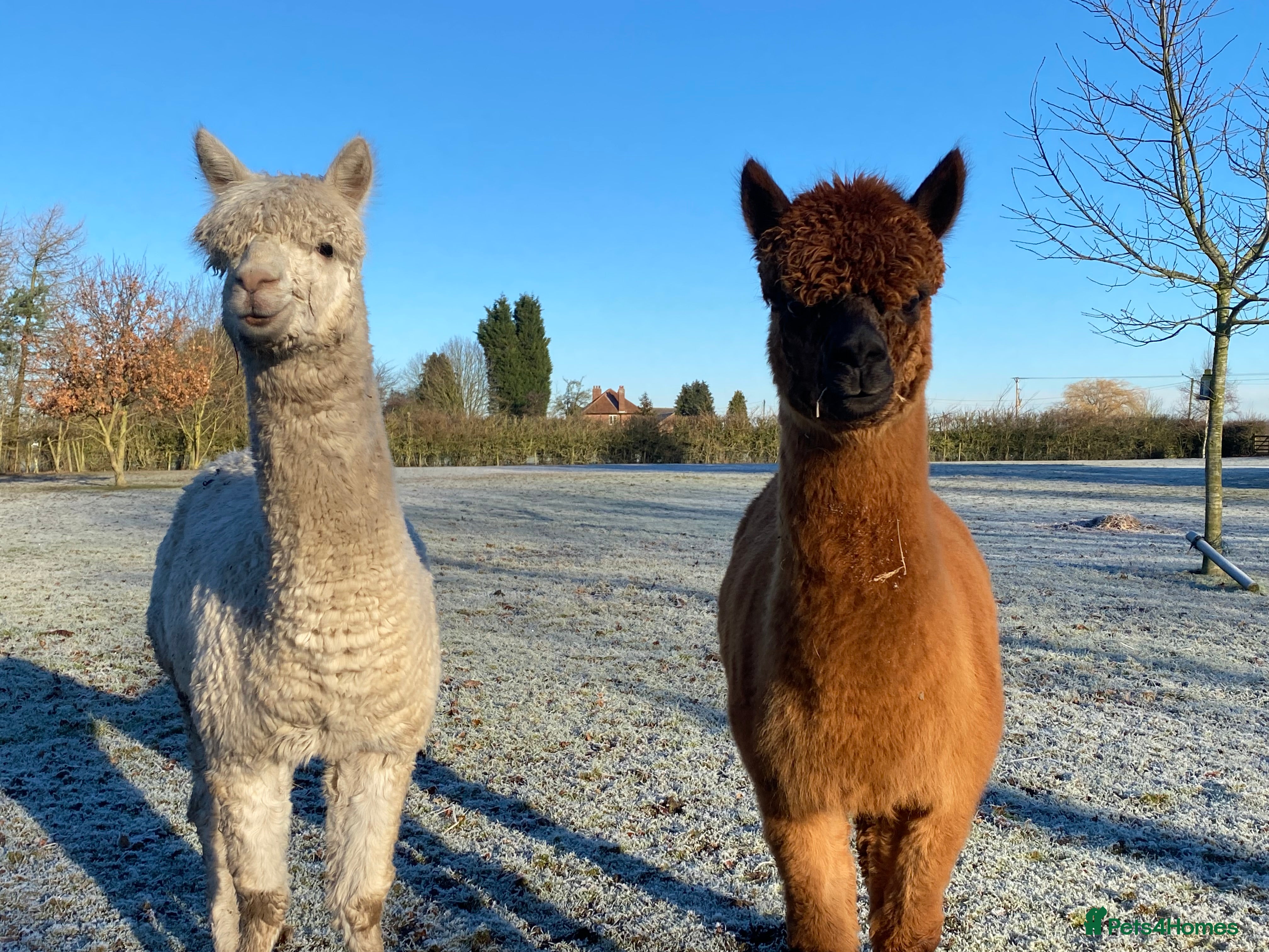 Alpaca livestock Three lovely female alpacas - Advert 6