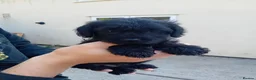 Mixed Breed dogs for sale: Borderpoo puppies in Woodbridge - Advert 12