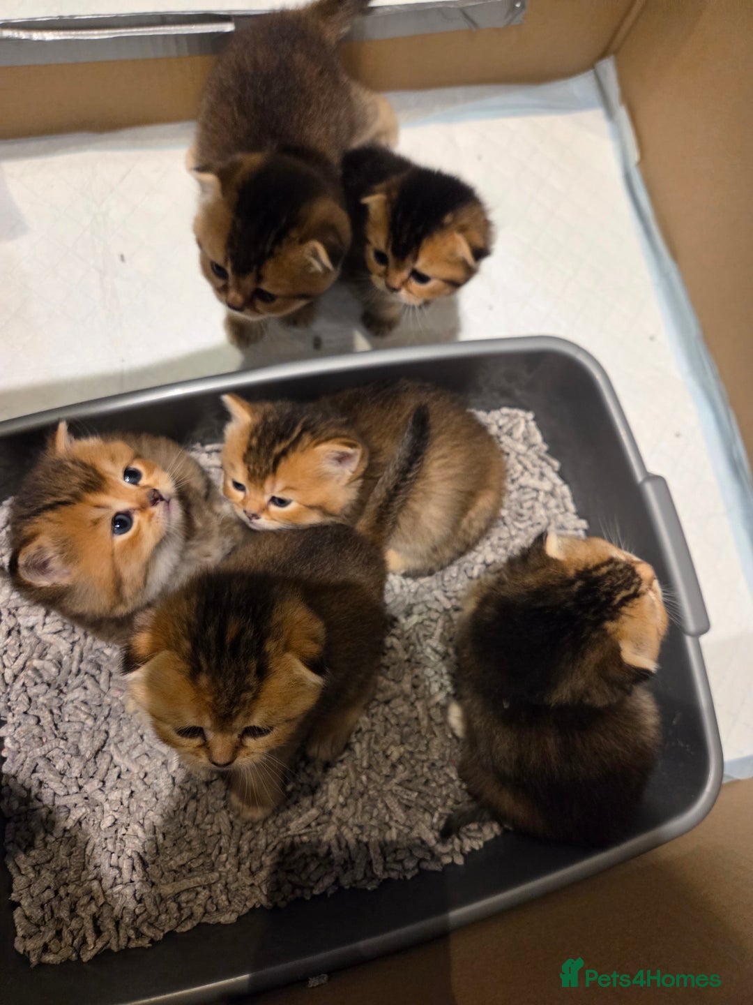 Scottish Fold cats for sale: Scottish Fold Kittens - Image 18