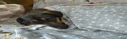 Mixed Breed dogs for adoption: ADONIS — A Gentle, Loving 1 Year Old Hound Mix - Advert 9