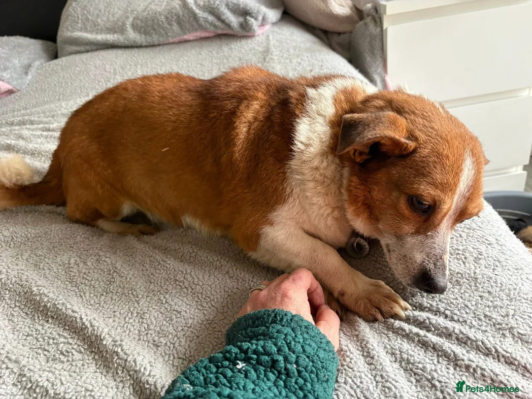 Mixed Breed dogs for adoption: Polly - Norwich Norfolk  - Advert 5