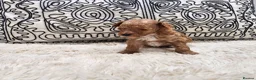 Toy Poodle dogs for sale: KC Toy Poodles  - Advert 1