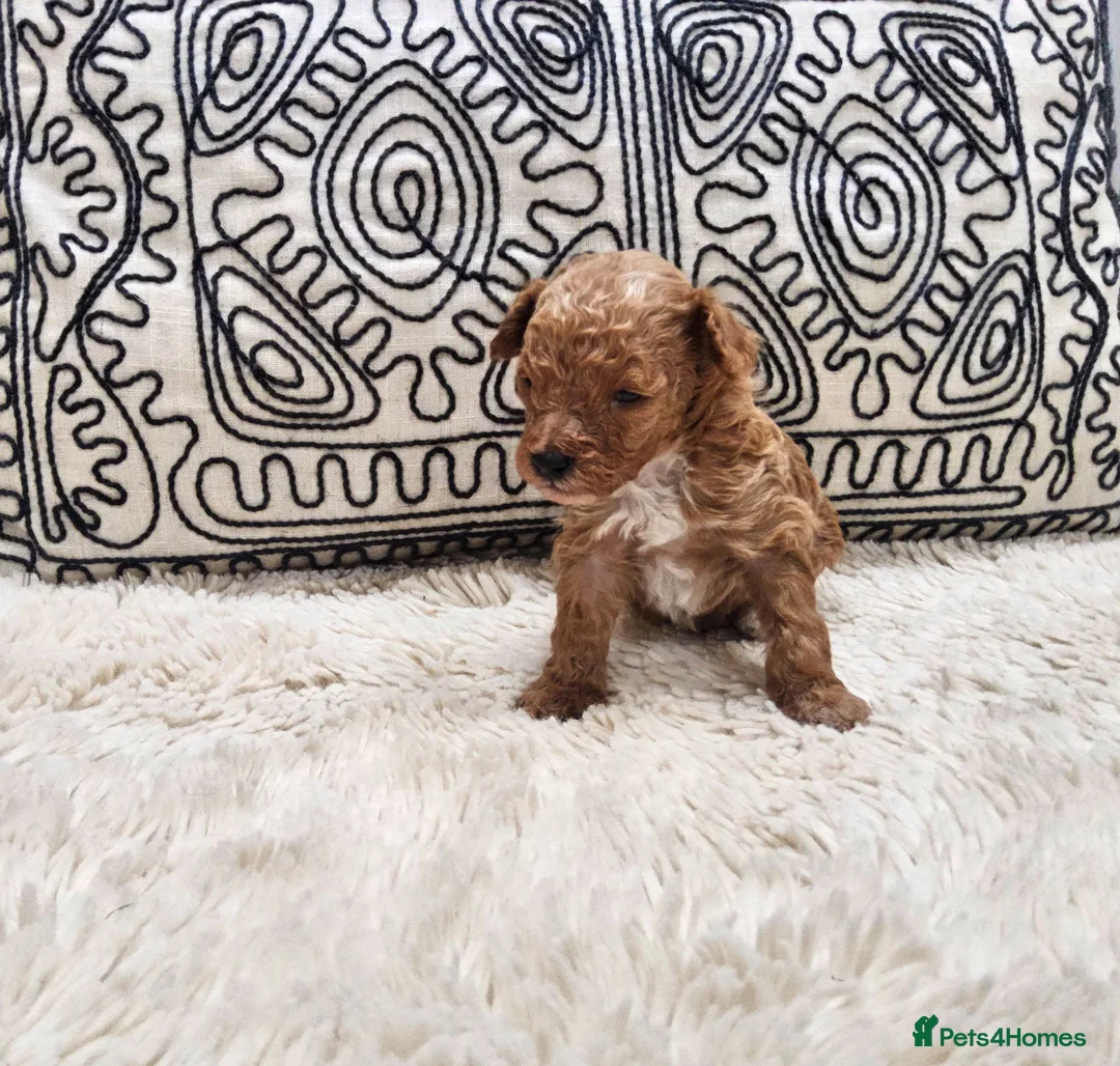 Toy Poodle dogs for sale: KC Toy Poodles  - Advert 1