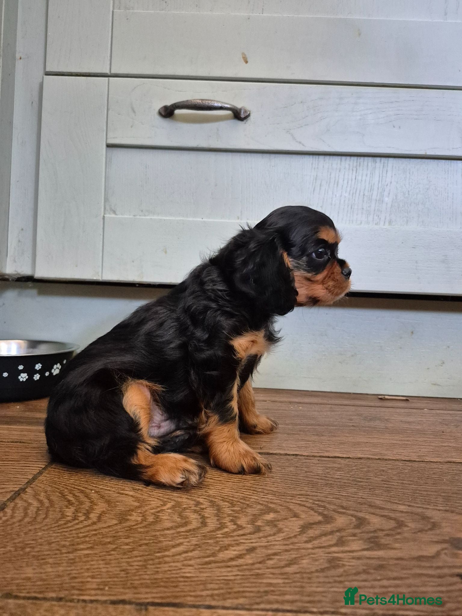 Cavalier King Charles Spaniel dogs *LASY BOY* *READY * Cavalier King Charles Puppies  - Advert 6