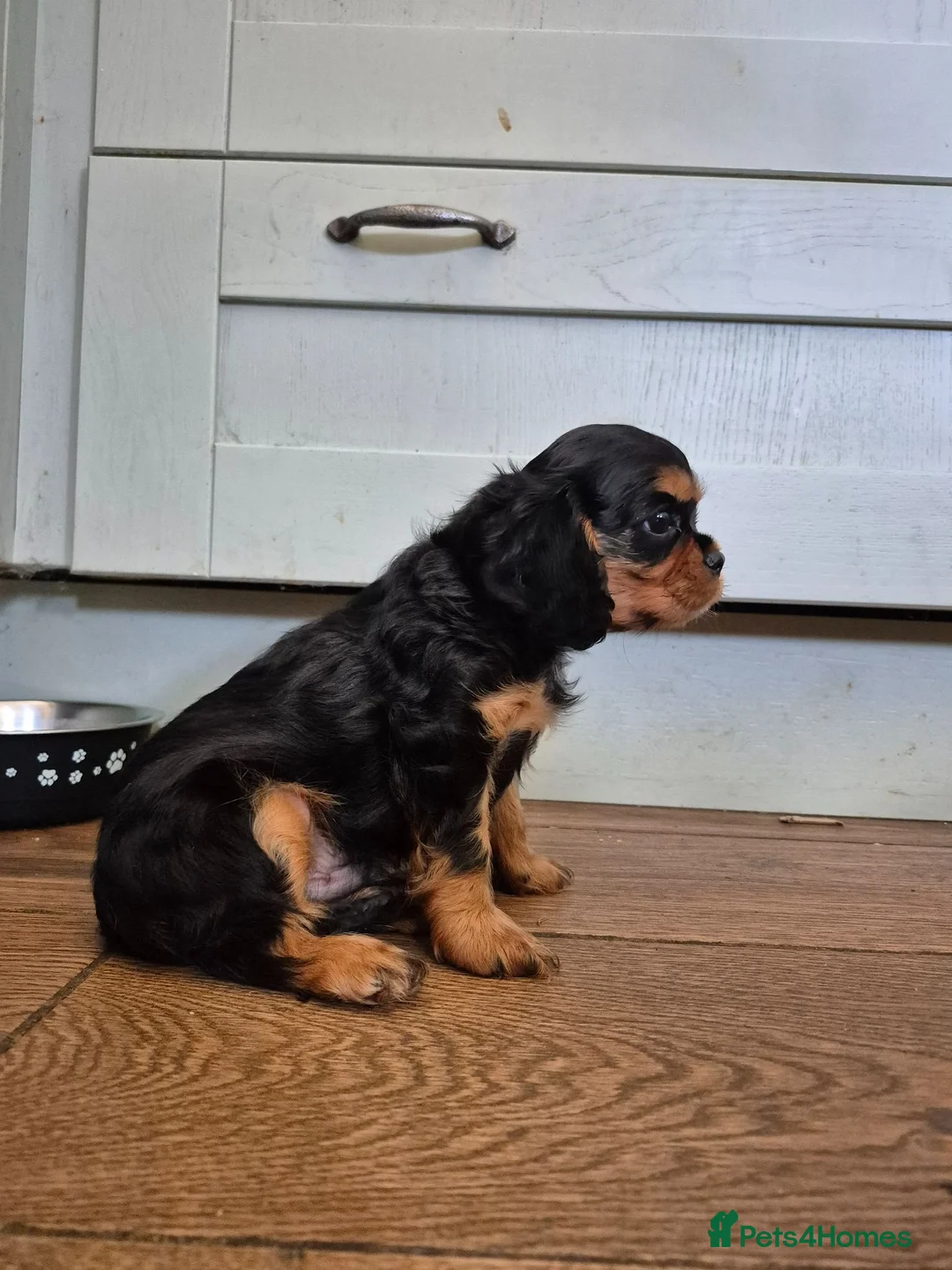 Cavalier King Charles Spaniel dogs for sale: *LASY BOY* *READY * Cavalier King Charles Puppies  - Advert 1