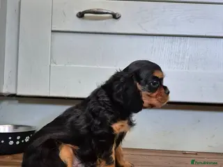Cavalier King Charles Spaniel dogs *LASY BOY* *READY * Cavalier King Charles Puppies - Advert 6