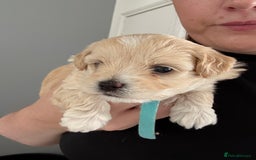 Maltipoo dogs for sale: Beautiful Male Maltipoo F1 Pups - Image 27