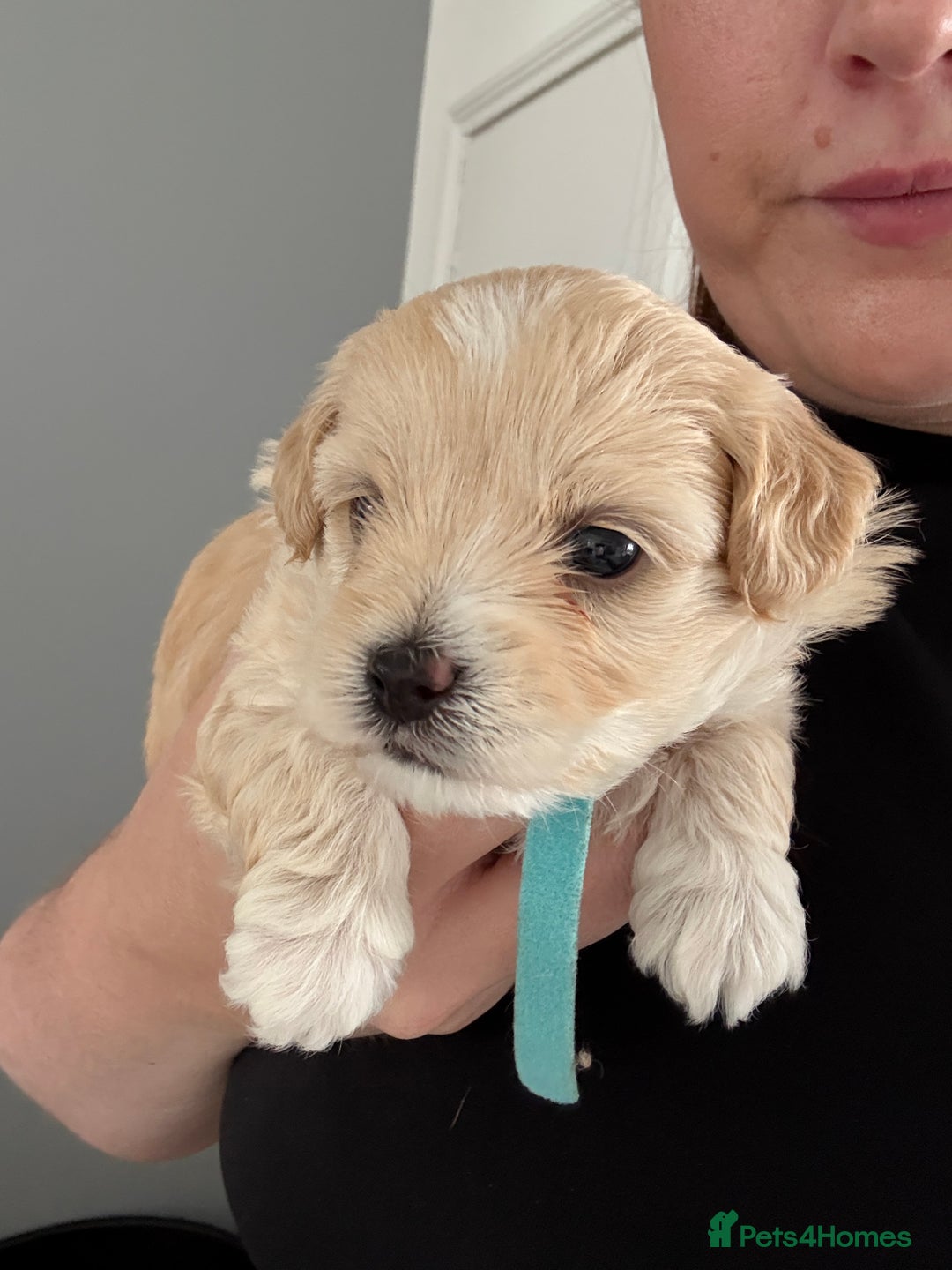 Maltipoo dogs for sale: Beautiful Male Maltipoo F1 Pups - Image 27