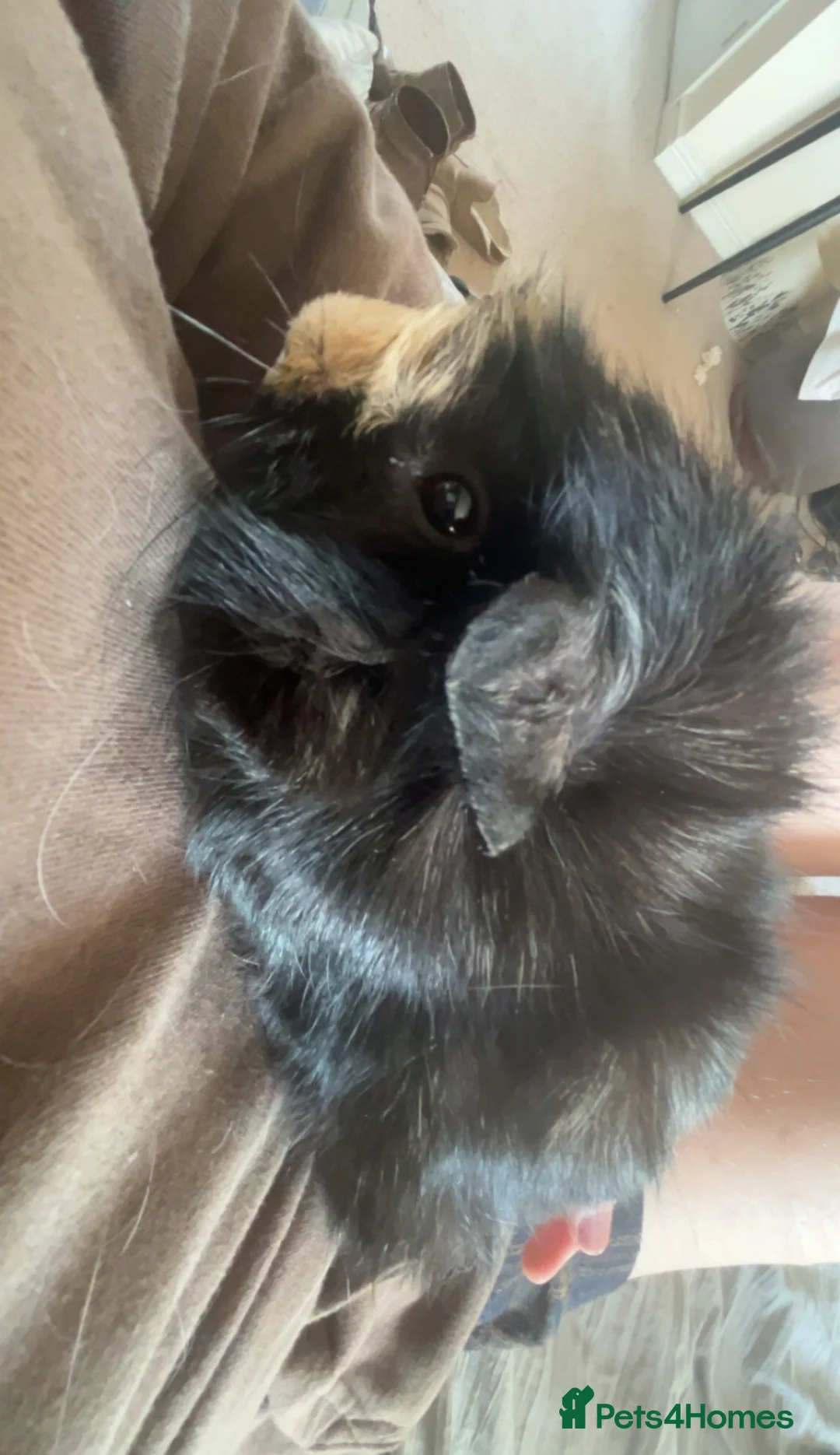 Guinea Pig rodents for sale: frank, gus, rey  - Advert 12