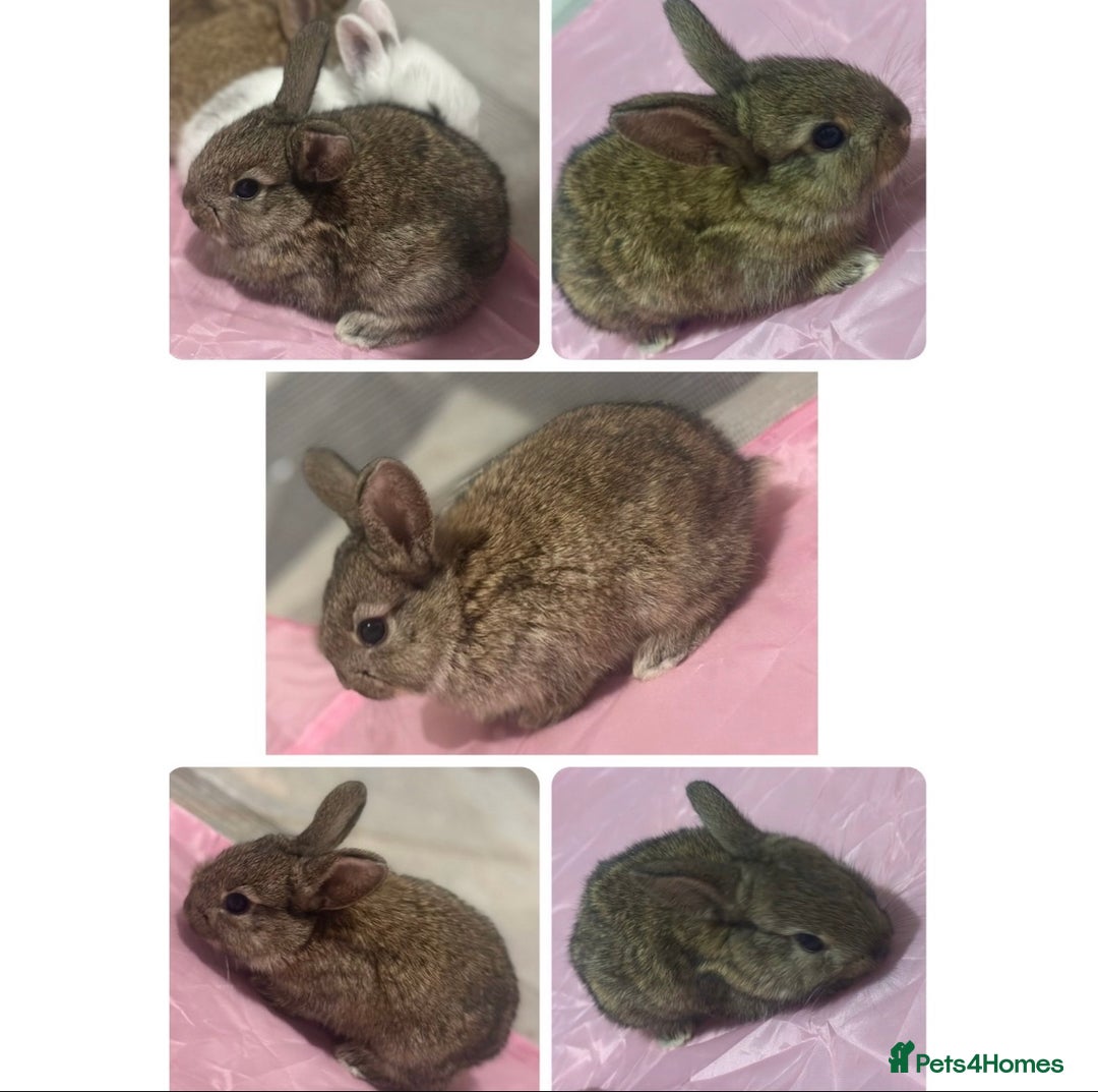 Mixed Breed rabbits for sale: Baby bunnies for sale  - Image 4