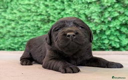 Labrador Retriever dogs for sale: CHUNKY BLACK AND CHOCOLATE PEDIGREE LABS - Image 10