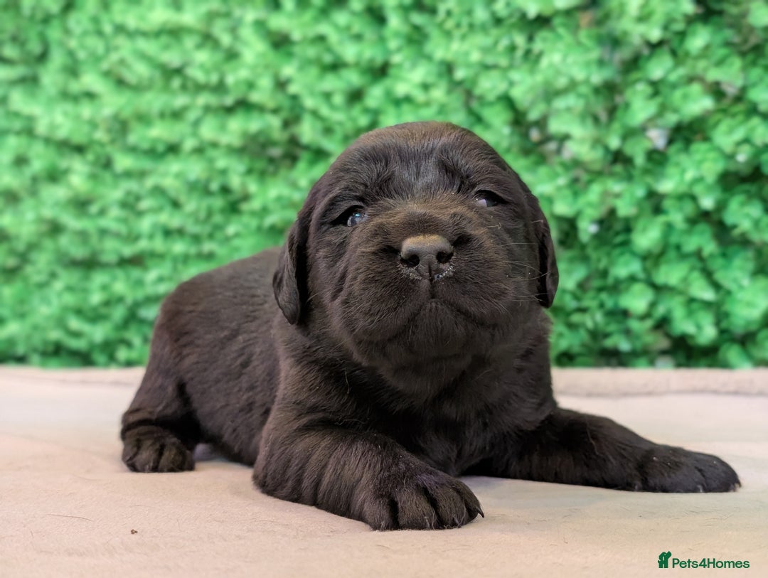 Labrador Retriever dogs for sale: CHUNKY BLACK AND CHOCOLATE PEDIGREE LABS - Image 10