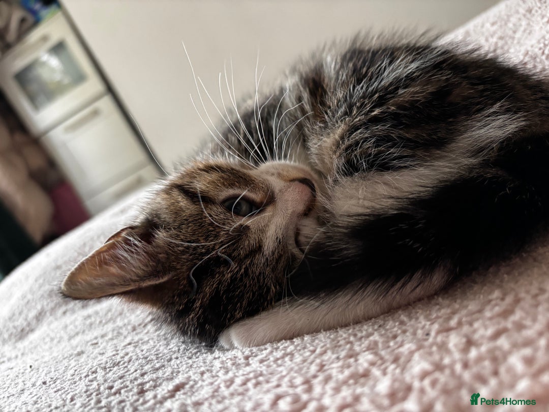 American Shorthair cats for sale: American short hair tabby kittens - Image 6