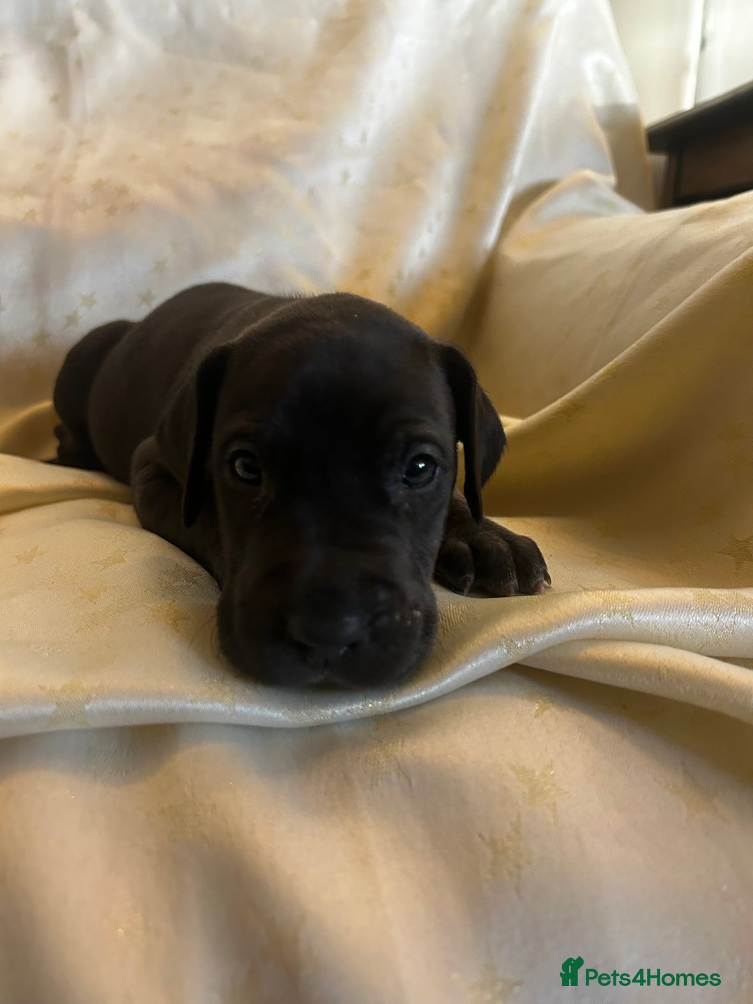 Great Dane dogs for sale: READY NOW… 3 BLACK GIRLS AVAILABLE  - Advert 17