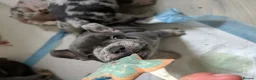 French Bulldog dogs for sale: Happy & Healthy French Bulldog puppies, two girls! - Advert 12