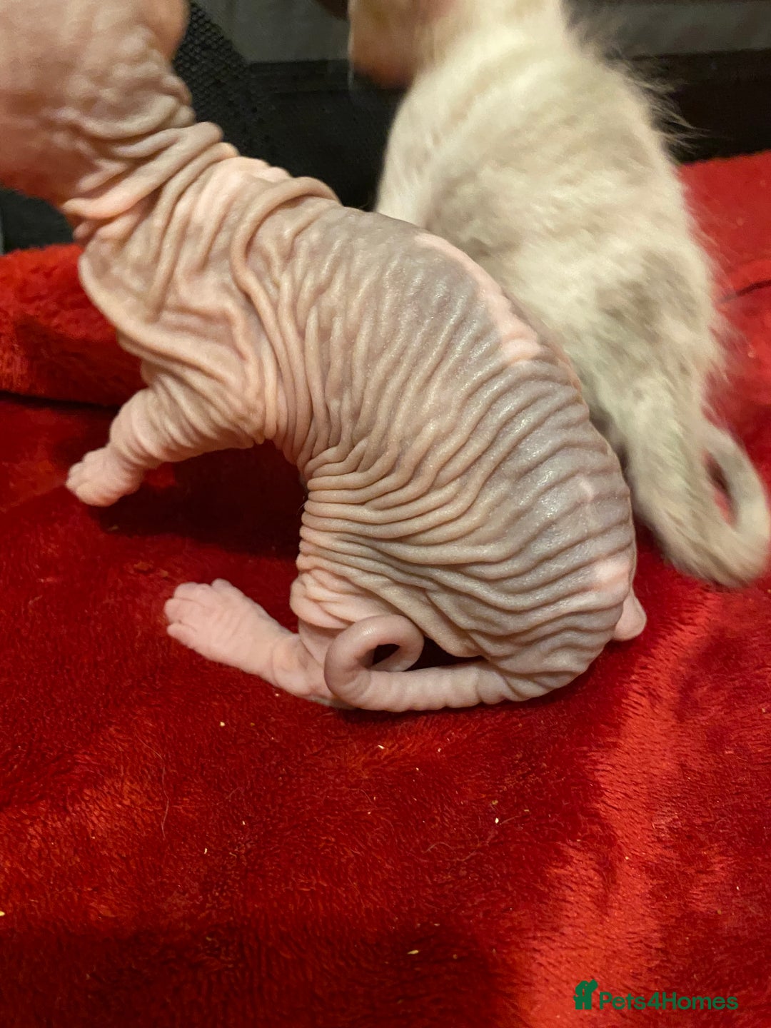 Sphynx cats for sale: Truly unique sphinx kittens 😍🥰🥰 - Advert 20