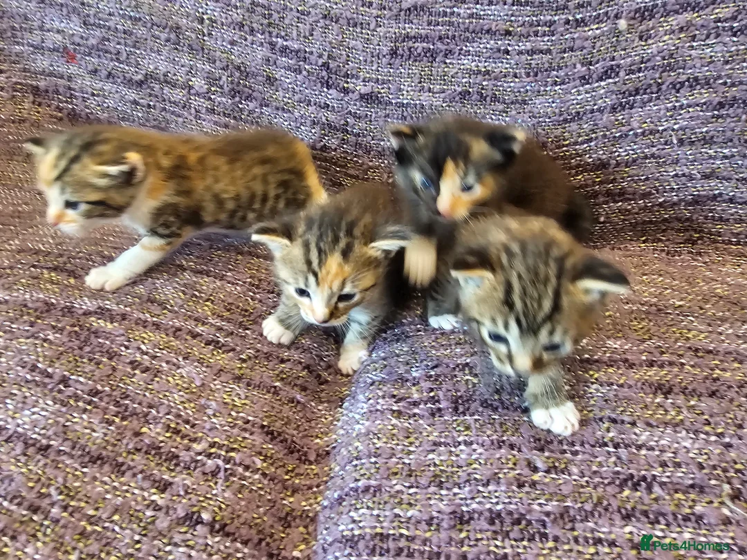 Mixed Breed cats for sale: Mix ragdoll kittens for sale  - Advert 2