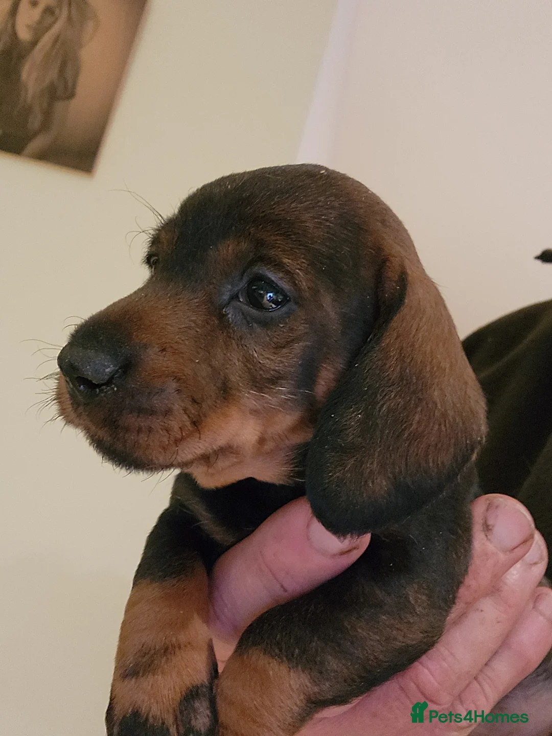 Dachshund dogs for sale: Dachshound. Teckels  - Advert 6