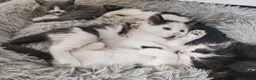 Mixed Breed cats for sale: Kittens  - Advert 13
