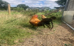 Chickens poultry for sale: Trio of Golden Deathlayer - Image 3