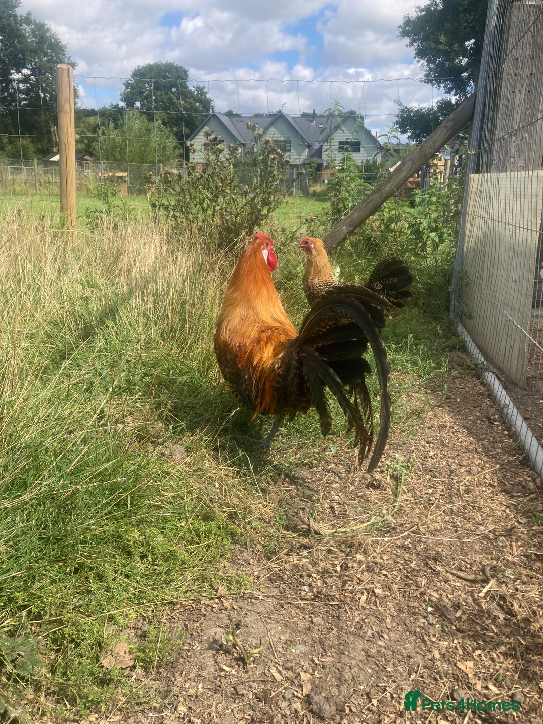Chickens poultry for sale: Trio of Golden Deathlayer - Image 3