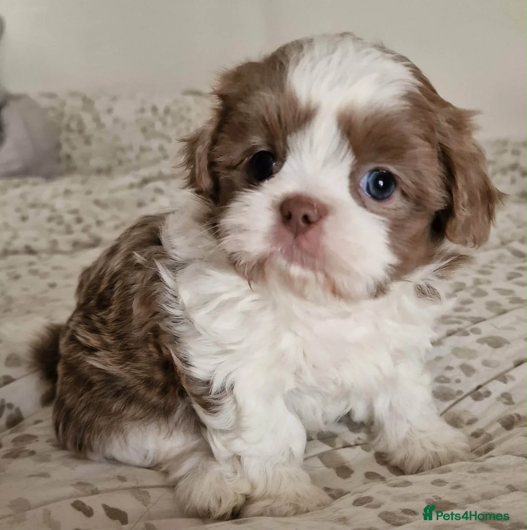 Shihpoo dogs for sale: Superb lilac Imperial Shihpoos - Advert 1