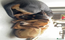 Mixed Breed dogs for sale: Two male  - Image 2