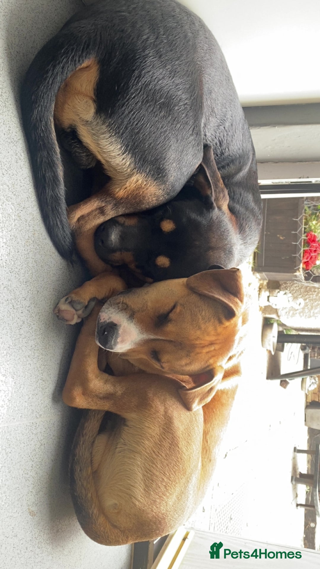 Mixed Breed dogs for sale: Two male  - Image 2