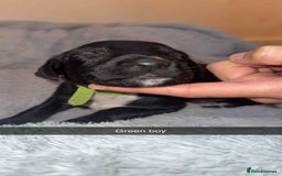 Lurcher dogs for sale: Saluki collie bull grey - Image 6