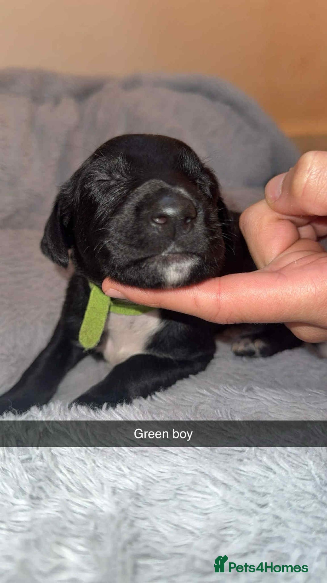 Lurcher dogs for sale: Saluki collie bull grey - Image 6